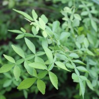 Naringi crenulata (Roxb.) Nicolson